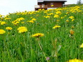 Wildflower meadow